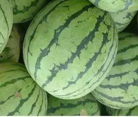 洛阳偃师吃瓜事件,一场网络舆论的风波与反思