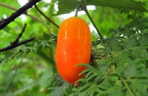 曼曼的吃瓜,揭秘娱乐圈幕后故事