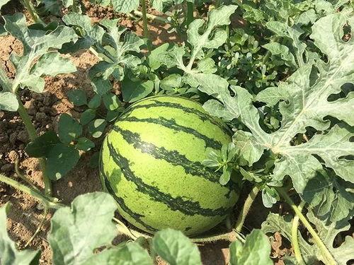 吃耳瓜视频,一场味蕾与视觉的盛宴