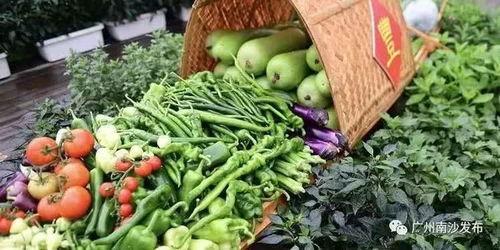 亲近大自然吃瓜,共享瓜果飘香时光