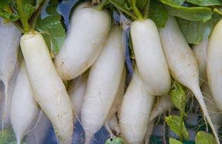 孕妇吃白茄瓜,营养美味，助力母婴健康