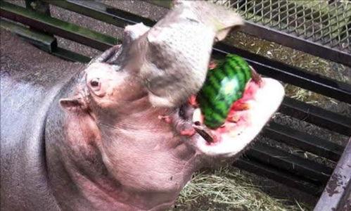 道具吃瓜的河马,揭秘神秘道具背后的故事