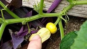 卧瓜花怎么吃,家常美味新选择