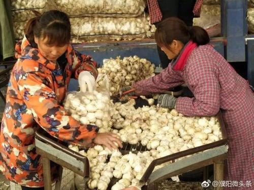 濮阳医学院吃瓜