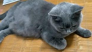 蓝猫吃瓜群众,揭秘网络舆论场的趣味与真相