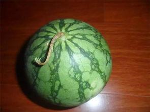 吃瓜的老瓜农,瓜田里的岁月与智慧