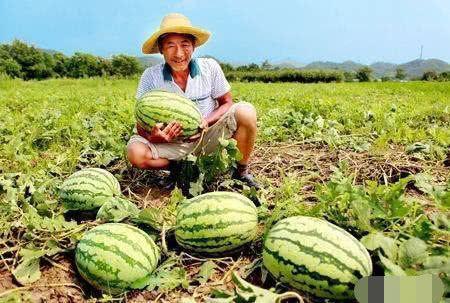 吃瓜的老瓜农,瓜田里的岁月与智慧