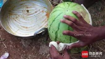 印度巨晰吃瓜,瓜果盛宴中的生态传奇