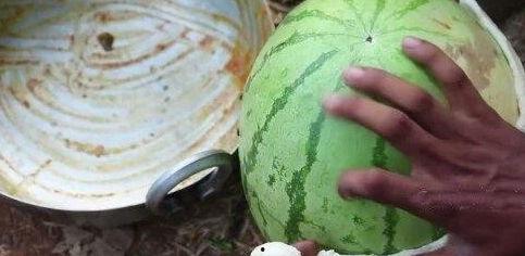 印度巨晰吃瓜,瓜果盛宴中的生态传奇