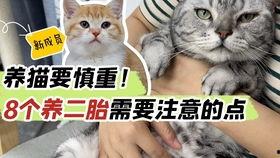 猫和老鼠老鼠吃瓜,老鼠吃瓜背后的欢乐与智慧