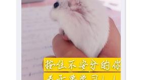 吃瓜老鼠土豆,揭秘美食背后的趣味故事