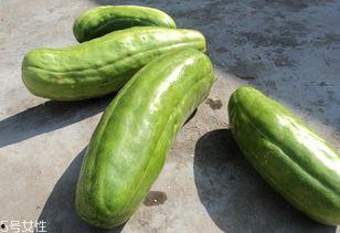 吃脆瓜减肥,轻松享瘦的秘密武器