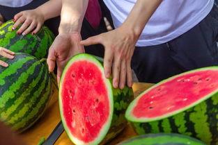 吃瓜回宿舍,吃瓜回宿舍，欢乐无限