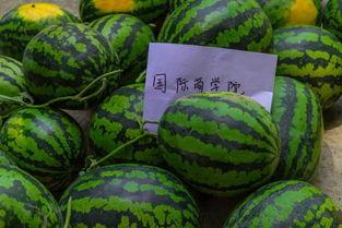 吃瓜回宿舍,吃瓜回宿舍，欢乐无限