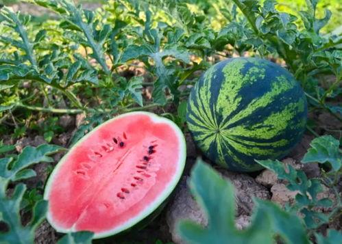 汾阳吃瓜,探寻当地特色美食之旅