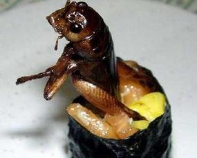 昆虫学者吃瓜,吃瓜背后的昆虫世界