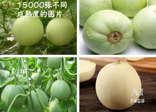 有福之人吃瓜图解,有福之人吃瓜，揭秘幸福生活的秘诀