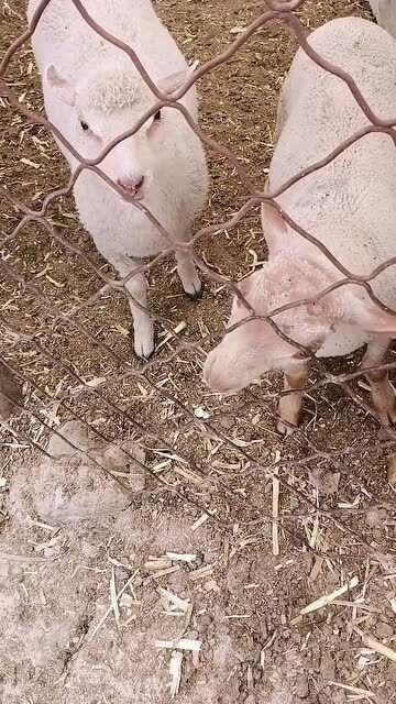 小山羊吃瓜,小山羊的夏日瓜果盛宴