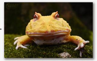 瓜哥吃瓜神奇动物在哪里,神奇动物在哪里？