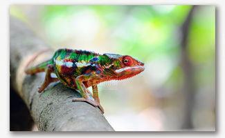 瓜哥吃瓜神奇动物在哪里,神奇动物在哪里？