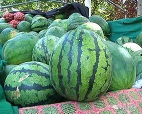 不老瓜怎样吃,解锁健康美味新体验