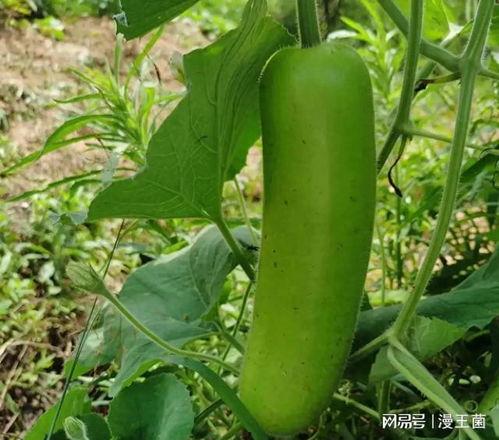 番茄免费吃瓜,畅享夏日清凉盛宴