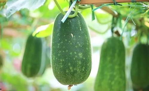 吃瓜妈的药,揭秘神奇疗效与日常使用指南