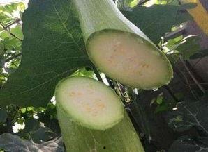 吃大砍瓜,揭秘大砍瓜的美食传奇