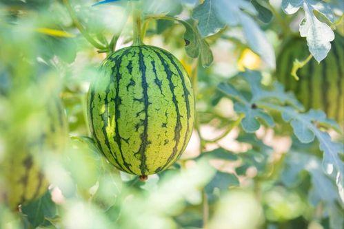 中节能衡水吃瓜,绿色能源与生态农业的“吃瓜”盛宴