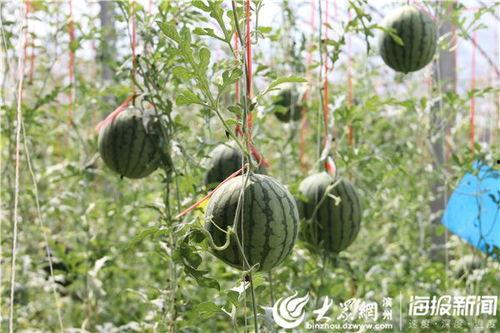 宣恩吃瓜事件视频