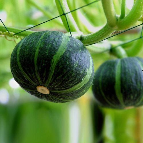 三妹吃贝贝瓜,三妹的贝贝瓜美食之旅