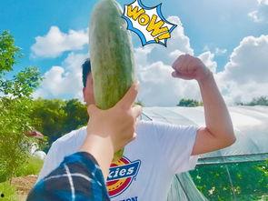 吃瓜群众观,吃瓜群众视角下的明星生活