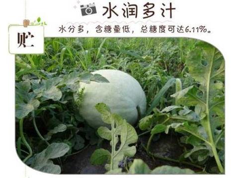 梦见在吃白瓜,白瓜美食之旅