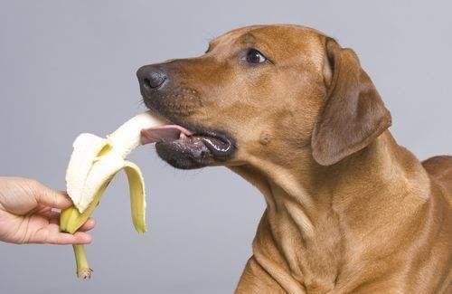 狗狗吃羊角蜜瓜,一场甜蜜的意外