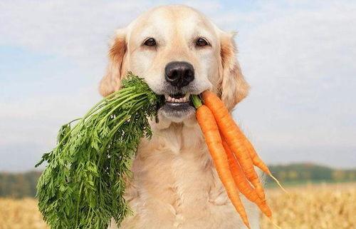 狗狗吃羊角蜜瓜,一场甜蜜的意外