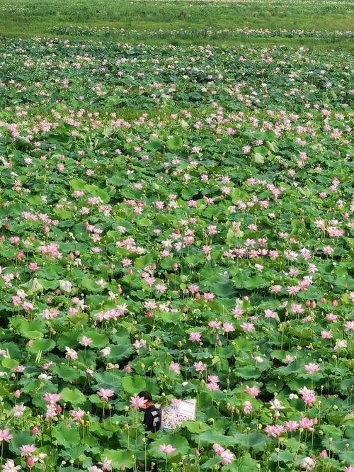 晴天吃瓜,品味夏日瓜果的甜蜜滋味