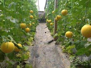 吃伊丽莎白瓜胖么,吃它真的会胖吗？