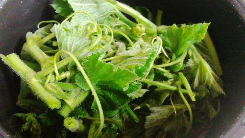 吃瓜叶七七,探寻网络红人的魅力与影响力