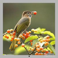 如何预防小鸟吃瓜,有效预防小鸟啄食的实用技巧