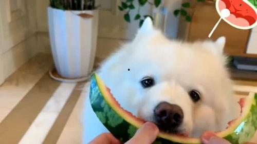 带你吃瓜解说狗子,揭秘狗子界的那些事儿