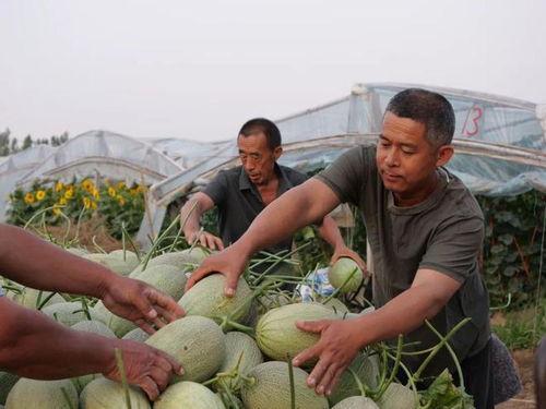 随官屯吃瓜,一场夏日里的欢乐盛宴