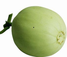 半岁可以吃梨瓜吗,梨瓜初体验