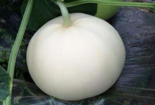 半岁可以吃梨瓜吗,梨瓜初体验