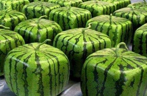 中国吃瓜现场,揭秘网络舆论背后的真相与笑料