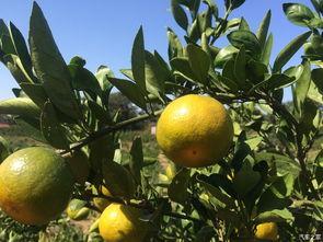 吃瓜群众橘子皮,吃瓜群众的日常趣味与生活智慧