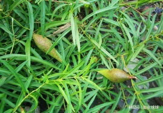 吃小瓜草,一场味蕾与自然的邂逅