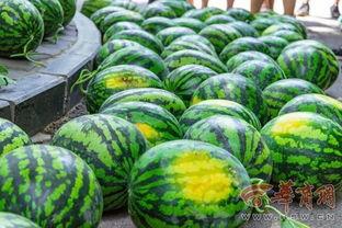 农林大学吃瓜,揭秘校园生活趣味瞬间