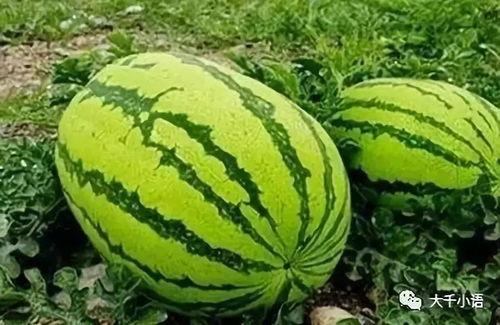 吃西瓜吃到野瓜,吃西瓜吃到野瓜的奇妙体验