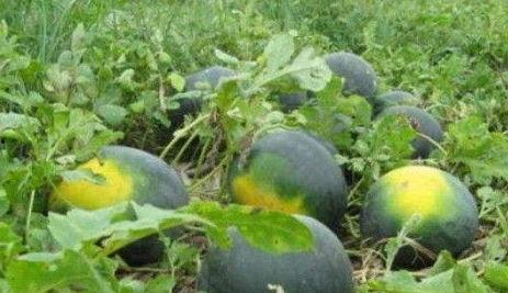 吃西瓜吃到野瓜,吃西瓜吃到野瓜的奇妙体验