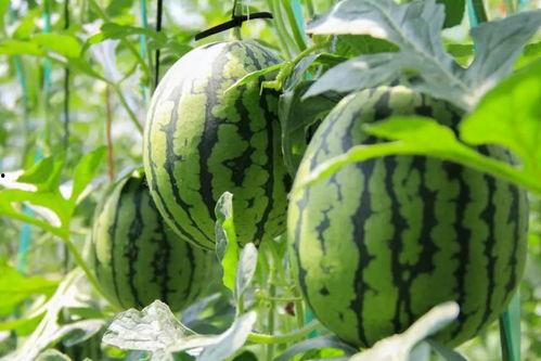 群众吃野瓜视频大全,探寻民间美食的绿色宝藏